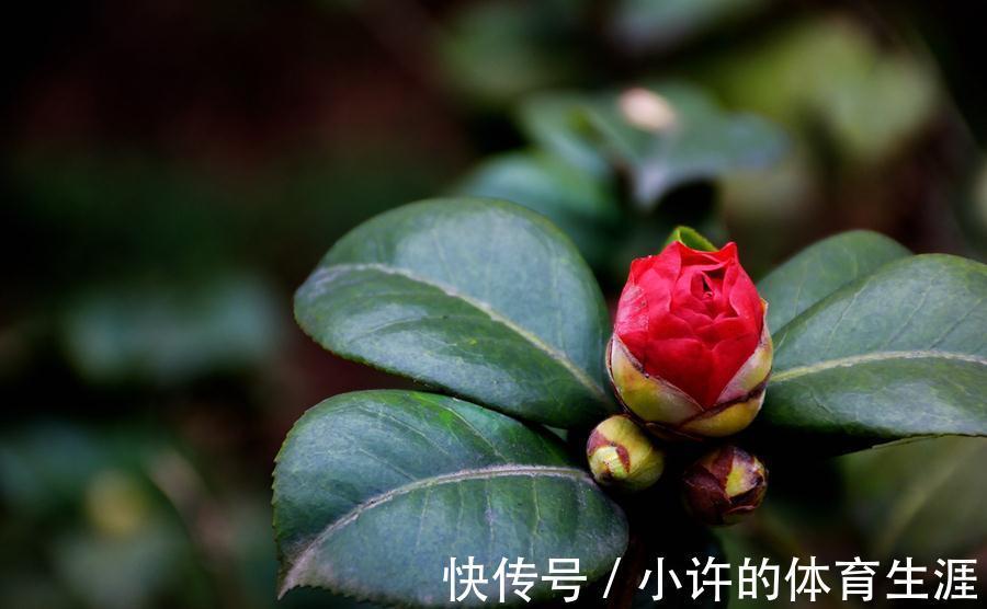 孕蕾期|分享茶花孕蕾期的养护方法,掌握3个重点,避免掉花苞,开花多