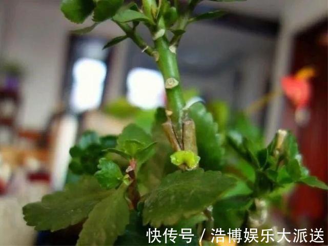 盆景|教你1招,让“长寿花”秒变老桩,开花越来越多,养好能做盆景