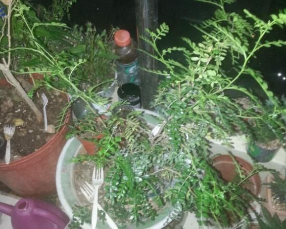 被称为“招财树”的它，回家养一盆，既能带来财运，又能帮助驱蚊