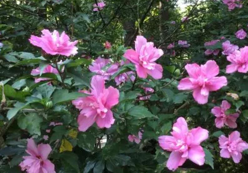 推荐一款耐寒的漂亮花,皮实好养易过冬,轻松开成“棒棒糖”