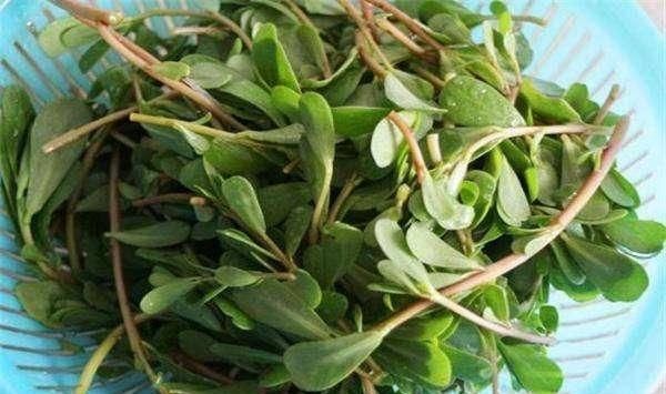 本草纲目|马齿苋被称为“抗生素”,可应该用根还是叶子营养师别吃错