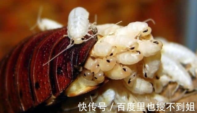 食物|如果营养价值比牛奶高4倍,是蟑螂产的“奶”,你敢尝试吗?