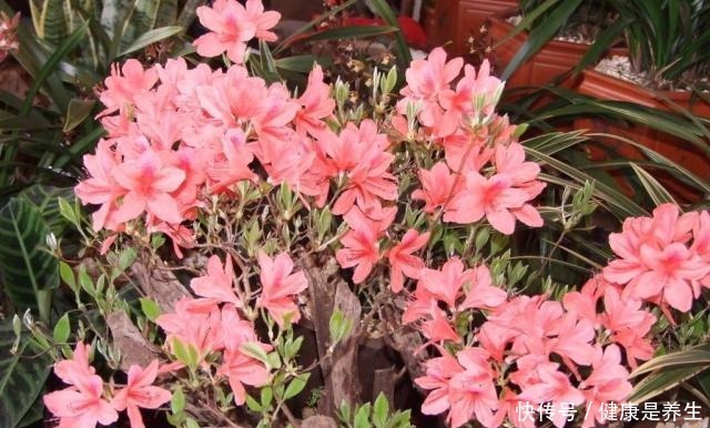 有“2种花”适合摆家中,不仅观赏性好,还是空气的“指示标”呢!