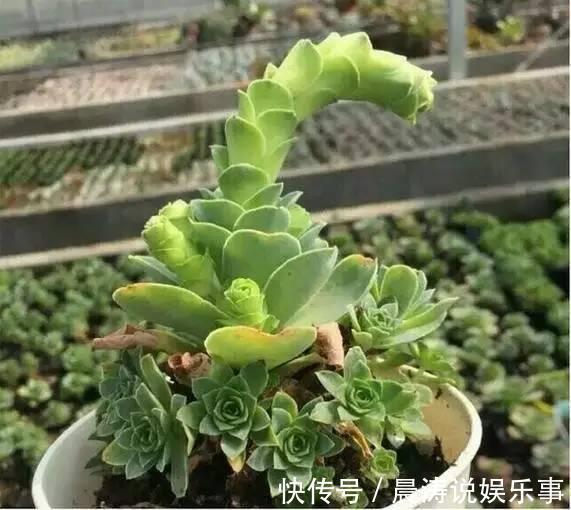 大和锦|多肉长残的照片,看一次笑一次,根治各种抑郁