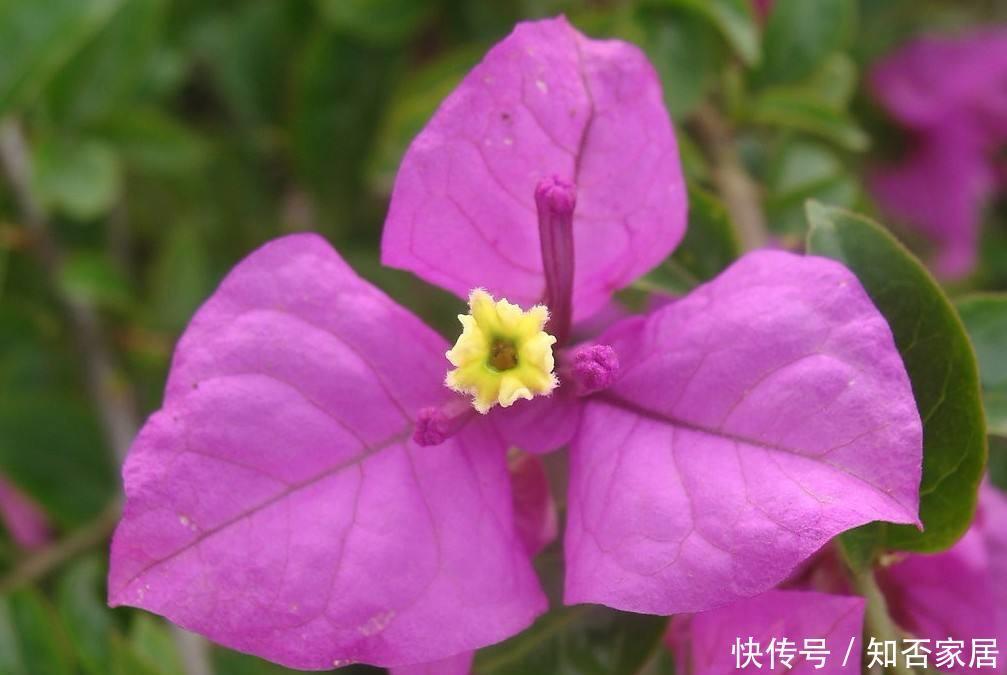 缓释肥|初冬扦插的三角梅,做好这两点,平稳度过一冬天