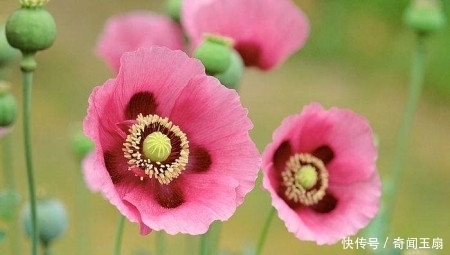 没事|喜欢养花,请避免养“冥界四花”,别没事找恐怖!