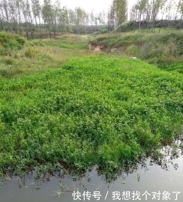 这里的鱼随便抓，河沟边都是，你见过吗