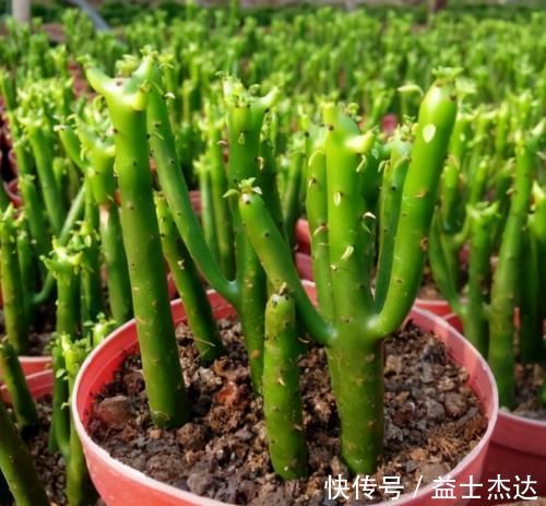 这3种花卉终将被淘汰,好看是次要的,关键是有毒