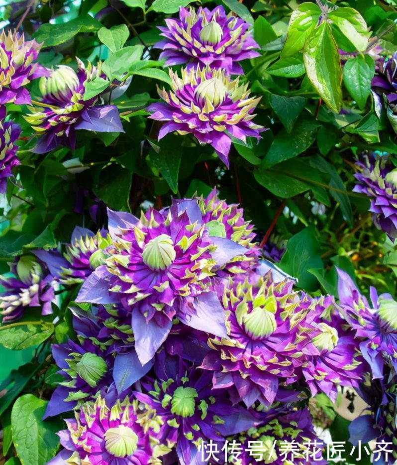 想不想铁线莲春天开爆花？学会这3点，轻轻松松开爆盆