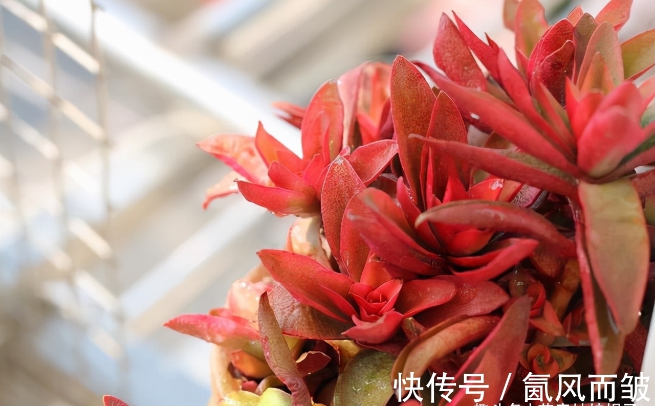 不是所有的多肉都可以叶插的,这16种叶插就很难成功,新手别费劲