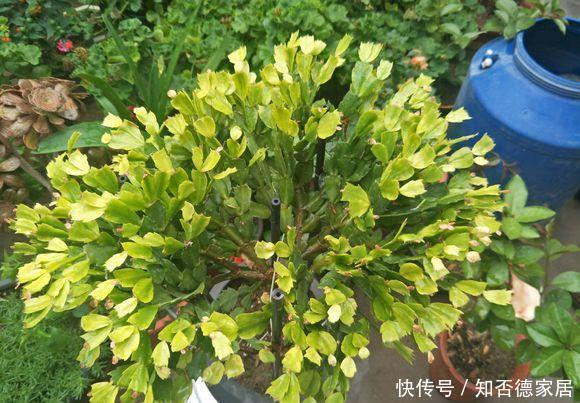 蟹爪兰“半死不活”蔫蔫的?3个技巧,叶片杠杠厚,冬天又开花