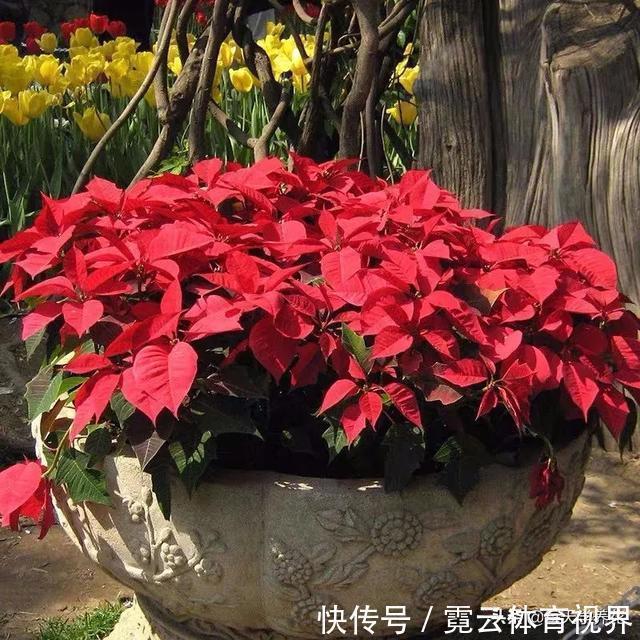 这六种花都是“毒花”，家里有老人、小孩、孕妇的，千万要慎养！