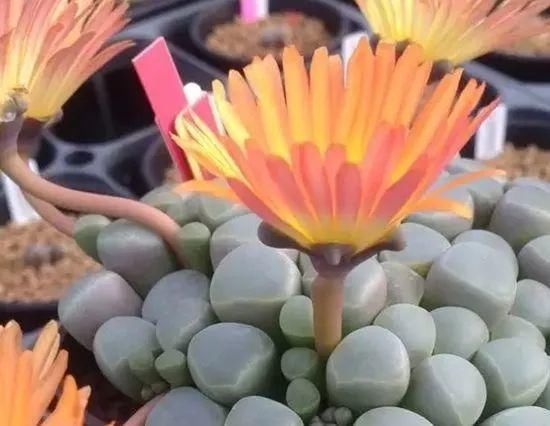  娇艳|石生花，绝美娇艳！