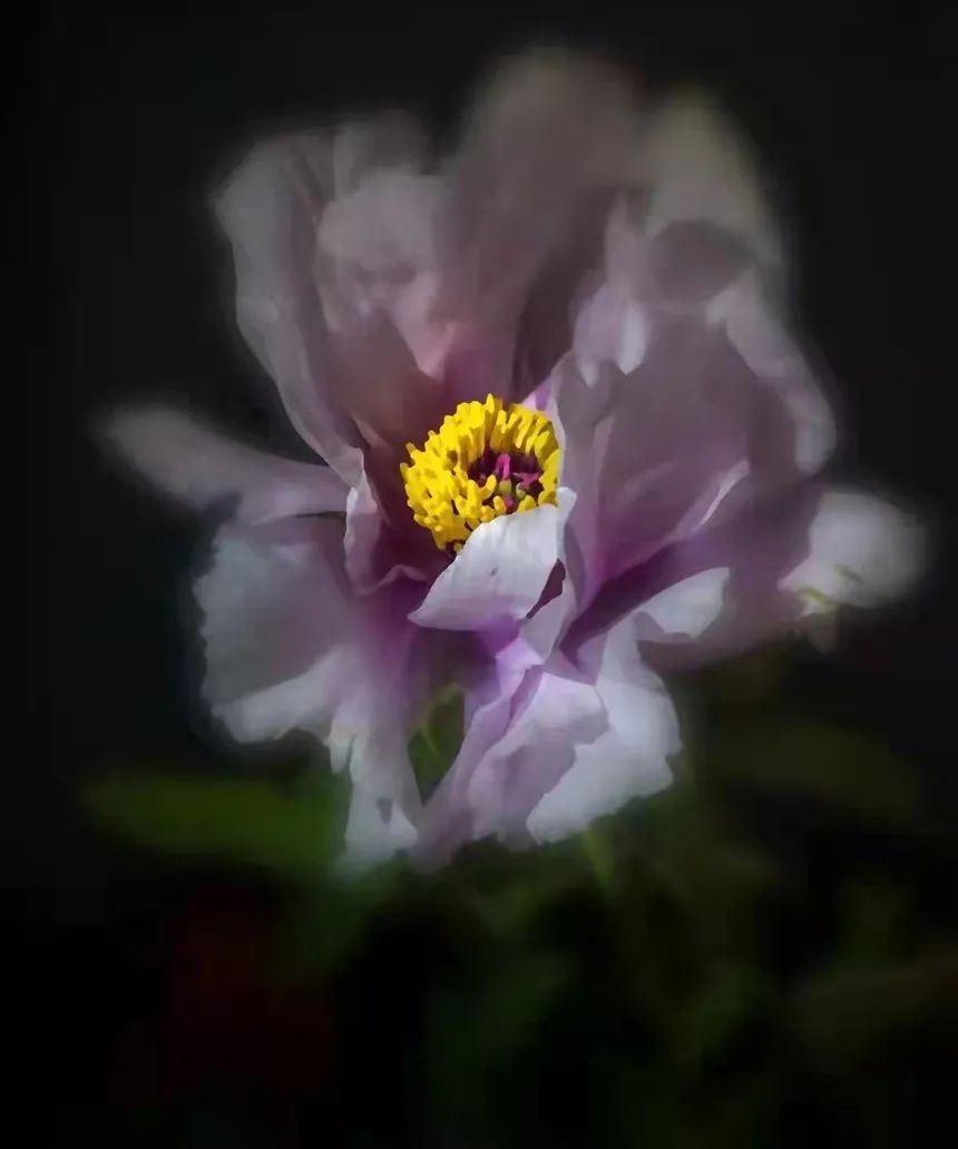 国色天香@唯有牡丹真国色,花开时节迎新春