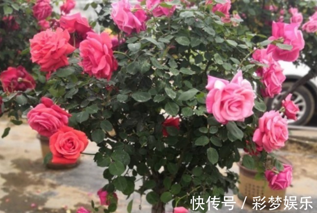 养花真不如养几种盆景,摆在家里时尚又漂亮,美观又养眼