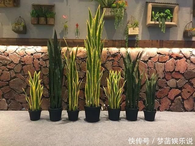 虎皮兰不爱出小芽?从4个方面“喂饱”它,小芽一个接一个