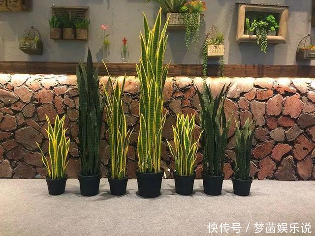 虎皮兰不爱出小芽？从4个方面“喂饱”它，小芽一个接一个