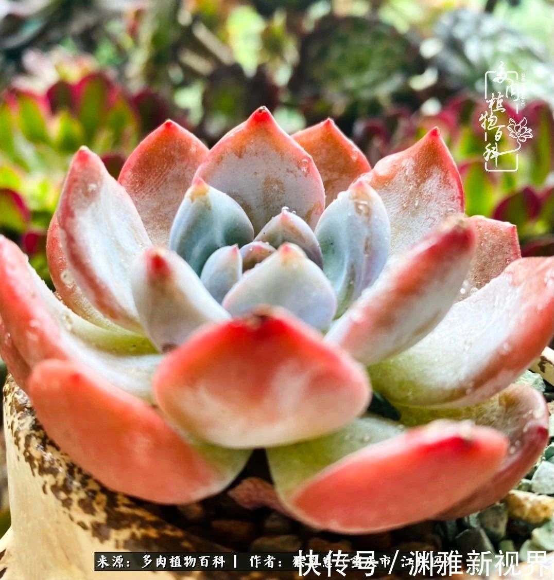 若不尝试,何以了解!原来这才是多肉们该有的样子!