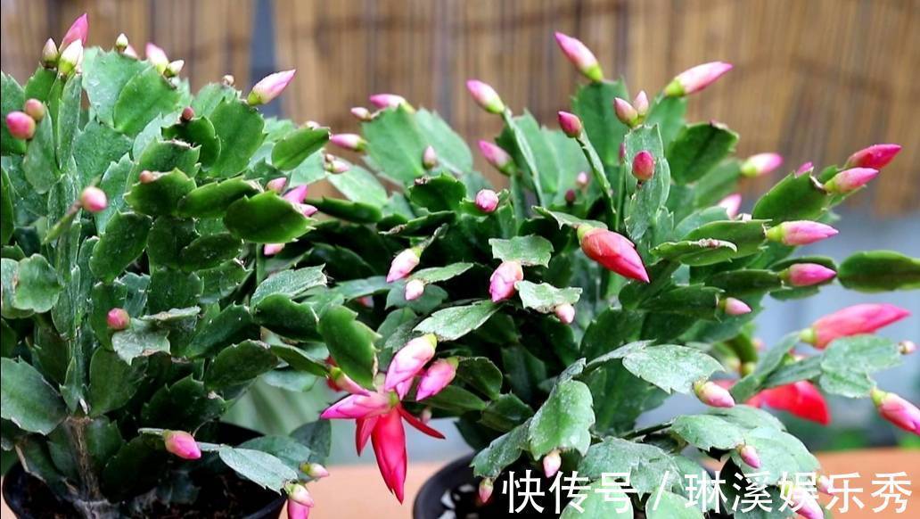 一段时间|天气转凉,入手5种花,养一段时间就能长满花苞