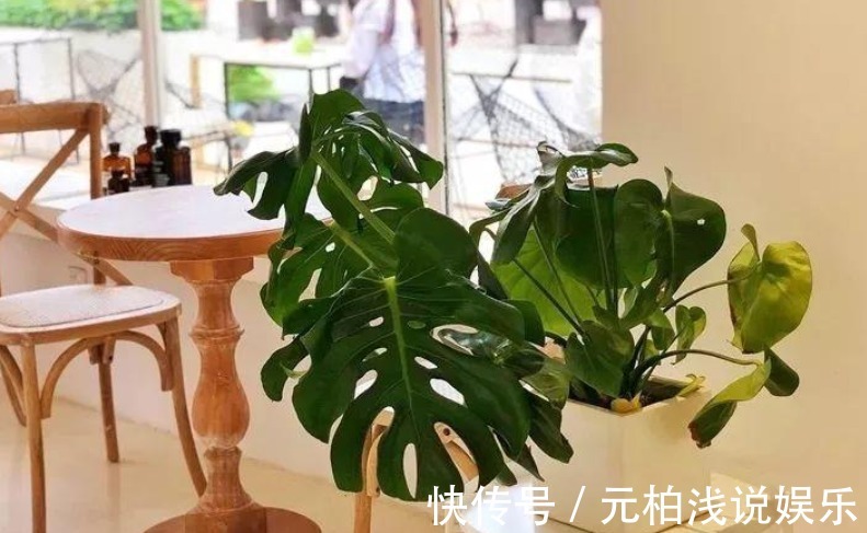 家电|家庭养花,哪些地方不能摆放植物盆栽?除了室内,室外也有讲究