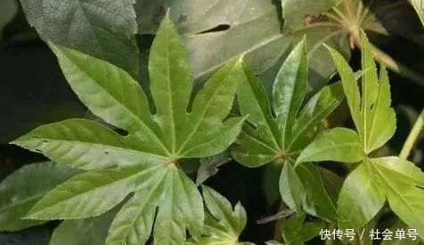 麻醉药|它既是麻醉药,又可治腰痛与瘫痪路边很常见