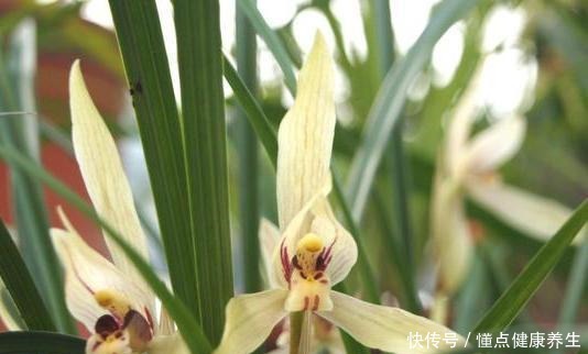 养兰花牢记“2勤、1控制”,即使养在塑料桶里,也能满盆冒花苞!