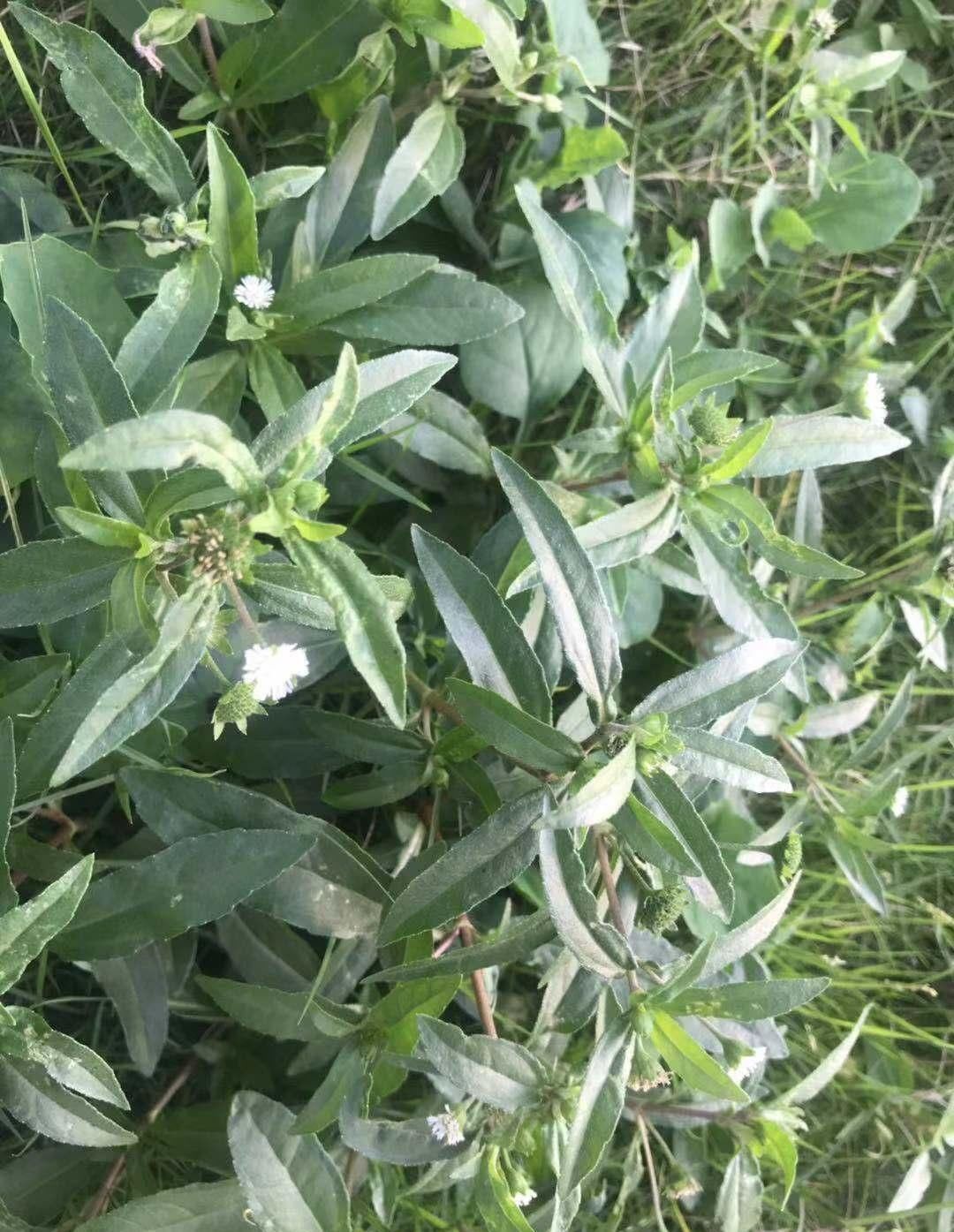 正哥|这种“一肚子学问”的草药,长于滋补肝肾,还能凉血止血