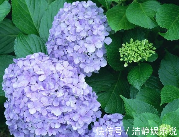 此“花”盛开富贵之感，花色繁多又艳丽，养在家中一年四季赏花