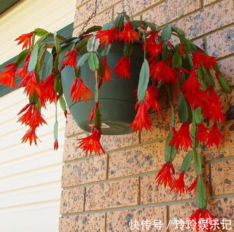 养盆栽蟹爪兰掌握10点就足够,看完就知道为啥叶子干瘪、不开花