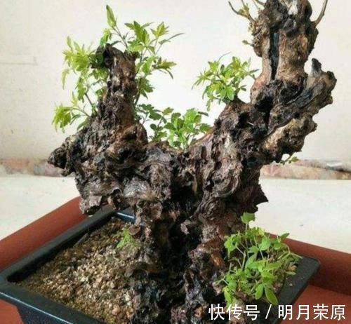 盆景|山上2种“疙瘩树”,苍劲古朴、树姿优美,经常被用来做盆景