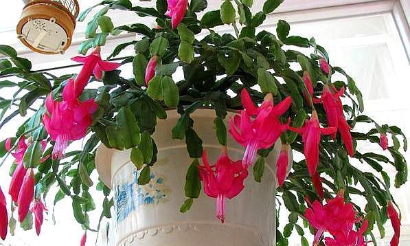 养好蟹爪兰,“1点”很关键,“浇水”不发愁,叶片肥厚开满花