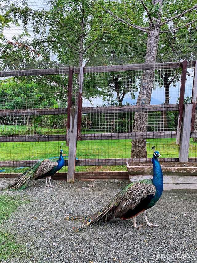 碧波花园岛|金海湖·碧波花园岛｜这里有油画般的秋天