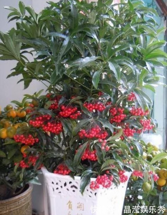 4种花美的出奇，好养又漂亮，连年开花，能养一辈子