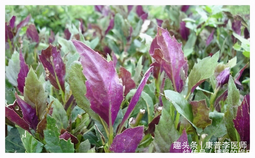 中年|吃了对身体好的食物,谁吃谁好,补水护肤,排毒瘦身,提高素质