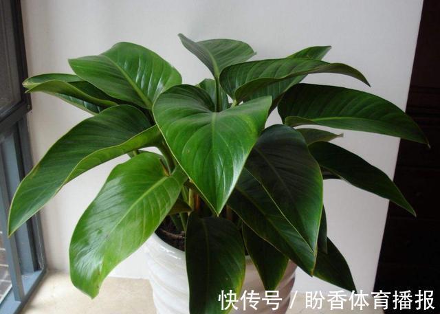 6种“转运花”,最合适养客厅,漂亮大气,富贵又吉利