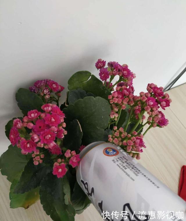 啤酒|啤酒养花没那么简单,对了叶片翠绿长势旺,错了烧根烂根整盆空