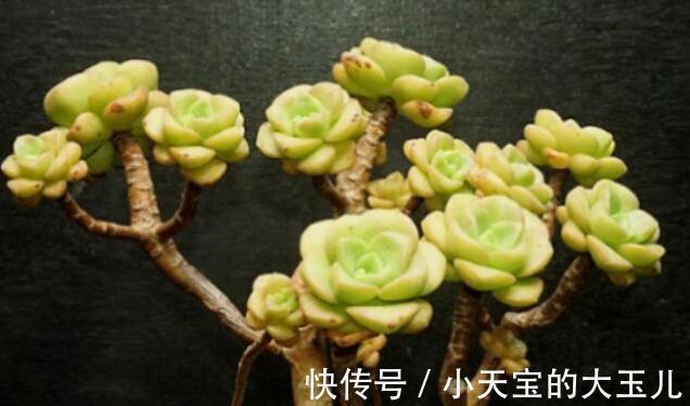 植株|喜欢养多肉就养这种带香气的百合莉莉