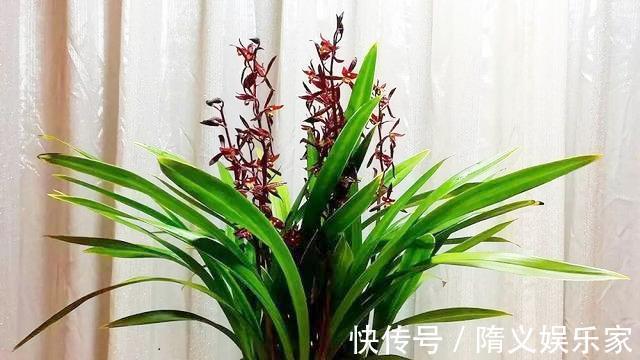 墨兰不开花找出“罪魁祸首”,3招就解决,年年乱窜花箭