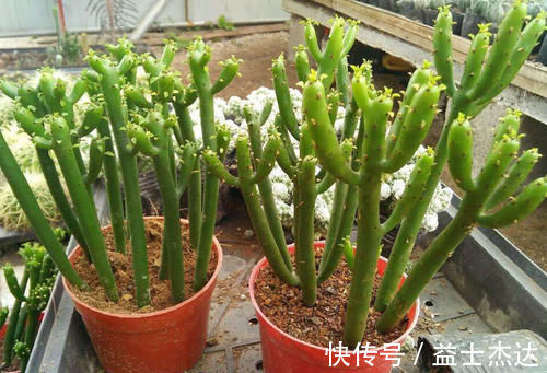 这3种花卉终将被淘汰,好看是次要的,关键是有毒