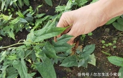 大山里的宝贝,种子像珍珠,根部是个宝,治疗咳嗽有奇效,了解下