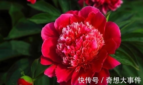 栽培|都知道牡丹是“花王”,却不一定知道谁是“花相”?值得了解一下