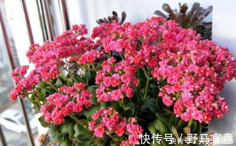 光照|现在就养3种花，天气越热，开花越美，一养就爆盆！