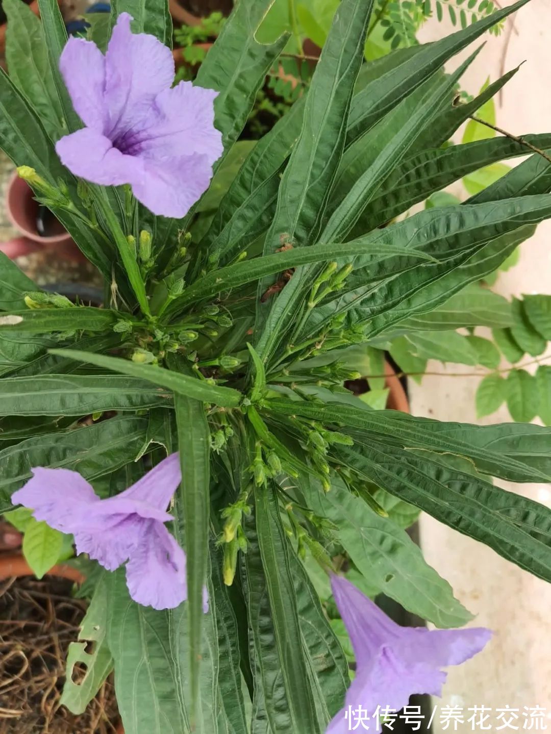 多年生|7种四季都可以养室内的开花植物，养花新手也可以尝试种几盆