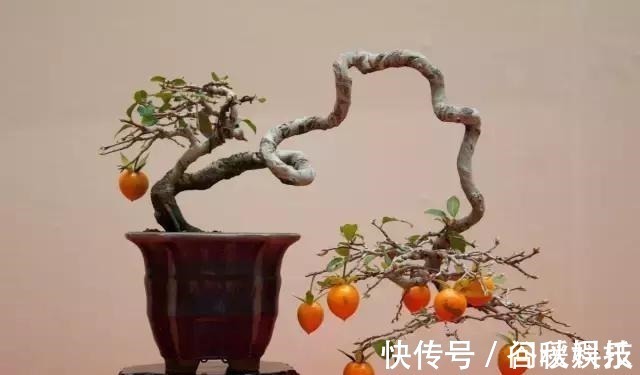 盆栽|家里摆上10种花,越来越兴旺、发达,个个都是“吉祥”花