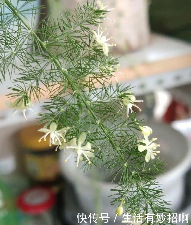 10种花,春天不能晒,躲屋里最安全!10种花,春天不能晒,躲屋里最安全!