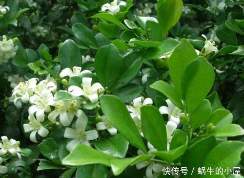 九里香|人见人爱的3种花,“大水大肥大太阳”伺候,花大色艳香味浓