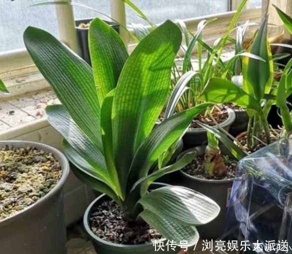 花友|君子兰养了10年不开花,就是这个原因,看完就明白了!