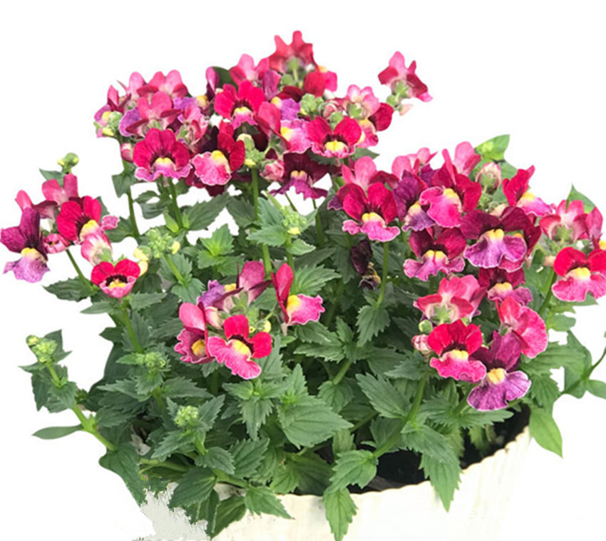 名副其实的爆花机,盆栽精品,花开大半年,好养易活还漂亮