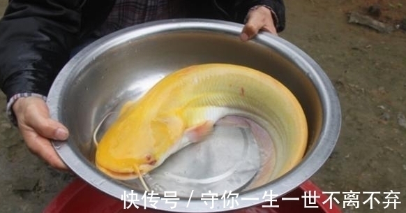 男子湖边钓鱼遇到罕见鱼类,浑身金黄犹如黄金,老人看了赶快放生