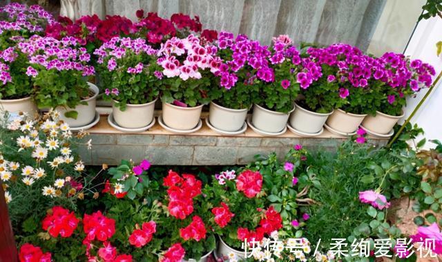 天竺葵|阳台适合养的“6种花”,花色丰富,花期长,一直赏花六个月